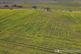 微游河北（55）|河北油菜花海大片“限时上映”图片