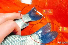 同样是鲫鱼，原来野生鲫鱼和人工鲫鱼区别这么大！弄懂再买不吃亏图片
