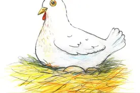 下蛋鸡与“扯淡鸡”图片