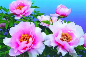 情深不负，相思入骨；想你，念你，朝朝暮暮图片