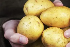 土豆是个宝，常吃有5个好处，但4种情况下不能吃，很多人都大意了图片