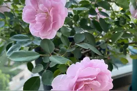 阳台上养“3种花”，一个夏天开花不停，越热越开花，太惊艳了图片