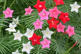 5种开大红花的藤本，种植容易，红红火火，看着就喜庆图片