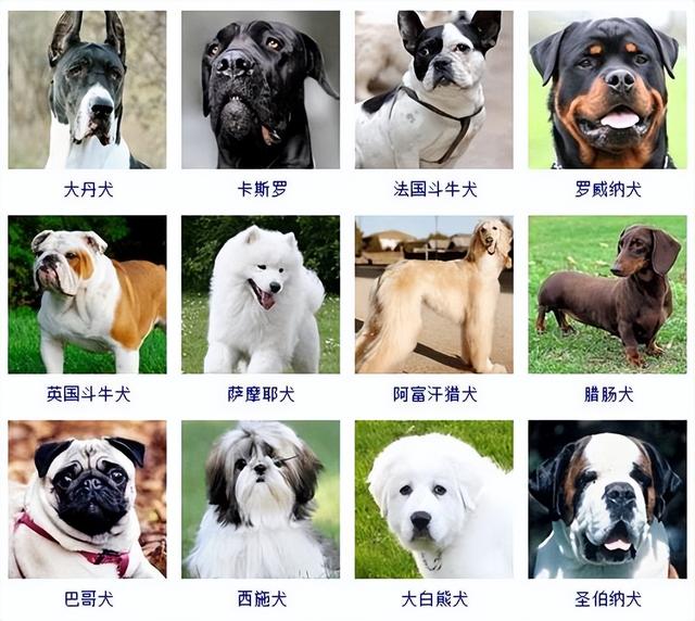 狗狗品种大全(带图片)，各位铲屎君快来对比收藏一下!