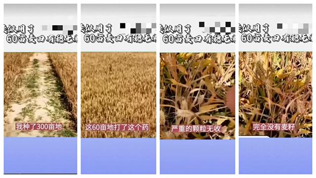 河南60亩小麦疑因药害绝产，“万能除草剂”甲基二磺隆是宝还是害
