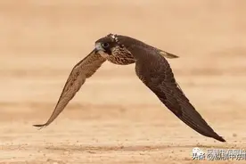 猎鹰，摩洛哥阿拉伯文化的千年遗产图片