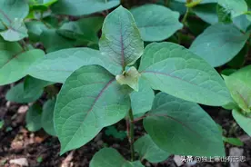 虎杖，清热凉血以解毒、活血散瘀而止痛，治水火烫伤有奇效图片
