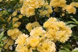 大客厅都会摆几盆绿植，6种“吉利树”选一下，寓意好更“旺家”图片