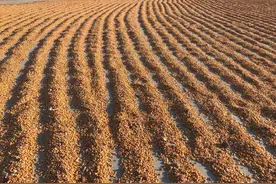 看到淄博交警为收割机护航，我泪如泉涌图片