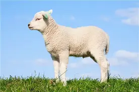 新生羊羔怎样喂养？羔羊的饲养管理，这几个方面一定要注意图片