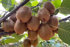 猕猴桃又称奇异果，它有着怎样的特点和营养？图片