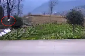 翅膀硬了！重庆一家养大鹅突然飞走，主人痛心：吃了几百斤苞米图片