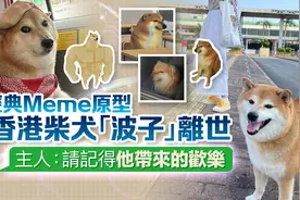 经典表情包原型香港柴犬 “波子”离世 主人：请记得他带来的欢乐图片