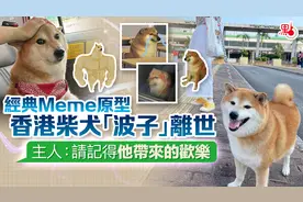 经典表情包原型香港柴犬 “波子”离世 主人：请记得他带来的欢乐图片
