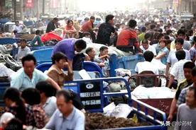 8月下旬中药材产地快讯：蜈蚣、全蝎、金银花、山楂、三七等图片