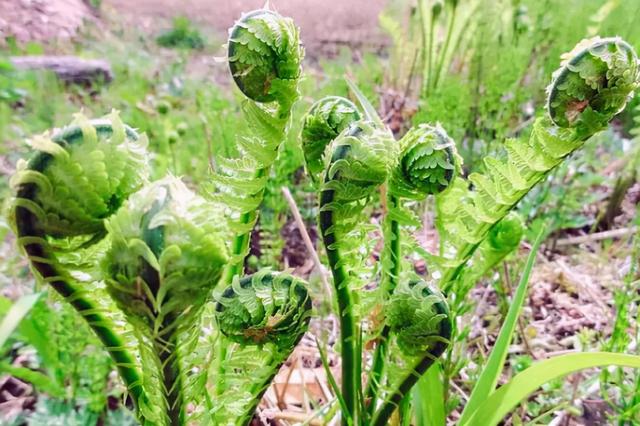 东北特产的山野菜,却取名叫"广东菜",吃起来有黄瓜香味