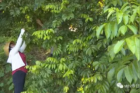 喜获丰收 潮汕农户巧做橄榄菜图片