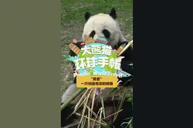 大熊猫环球手帐｜“美香”一只创造奇迹的大熊猫图片