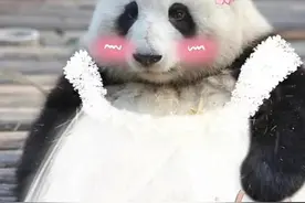 夏天到了，熊猫界顶流女明星花花各式裙子穿搭图片