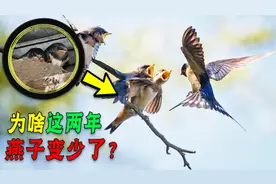 为啥这两年燕子变少了？因为它们正面临无可奈何的“房子问题”图片