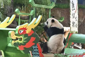广州：大熊猫“帅帅”吃特制“粽子”图片