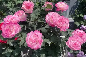 月季花界的“贵族”—六翼天使，花美、香浓、花期长，你值得拥有图片
