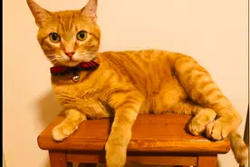 从不让主人抚摸的橘猫，却对女儿百依百顺，摸肚皮捏耳朵都可以图片