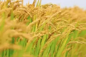 东北米厂粮库开收稻谷，价格高于去年图片