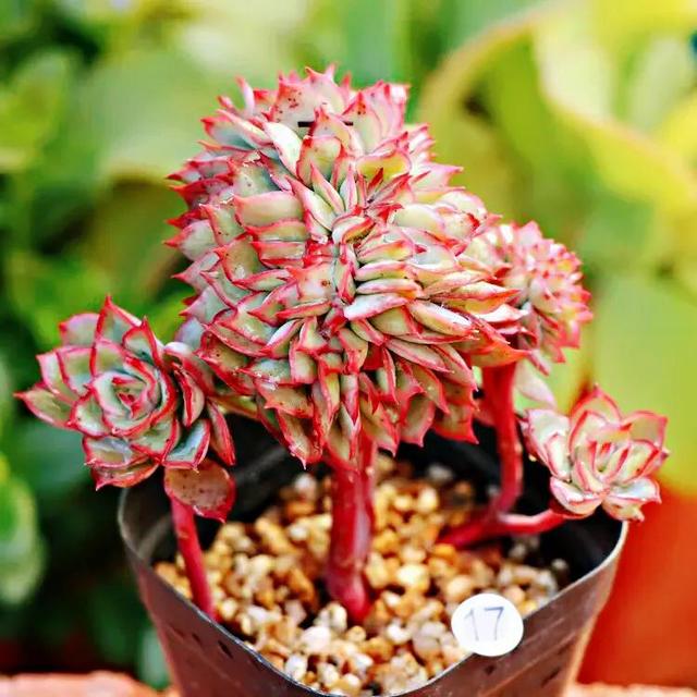 月光女神容易缀化,缀化后群生,总冠幅常态20-30厘米,甚至达到40-50