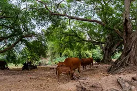 华南地区黄牛品种资源状况与肉牛产业发展现状及建议图片