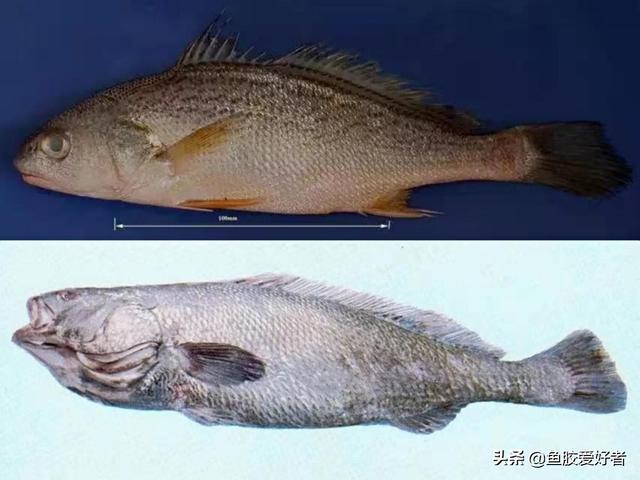 土鳘鱼胶与赤嘴鱼胶区别 2026年土鳘赤嘴鱼胶的功效和作用