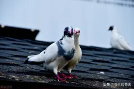 信鸽是如何知道目的地，地磁场、偏振光还是超强的记忆力？图片