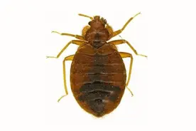 臭虫为什么老咬一个人？为啥开空调就没臭虫了？臭虫怎么彻底消灭图片