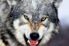 狼群只有狼王有交配权，低级狼没有，那它们是如何繁衍后代的？图片