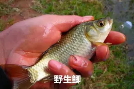买鲫鱼，注意区分“工程鲫”和“人工鲫”区别挺大，学会买不吃亏图片