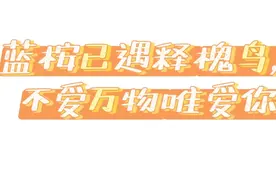 蓝桉已遇释槐鸟是什么意思，下一句不爱万物唯爱你图片