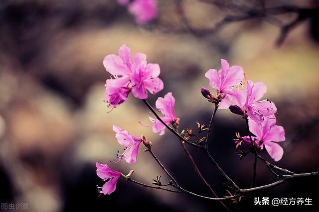 伤寒论方剂计量换算的问题和一些煎药的常识