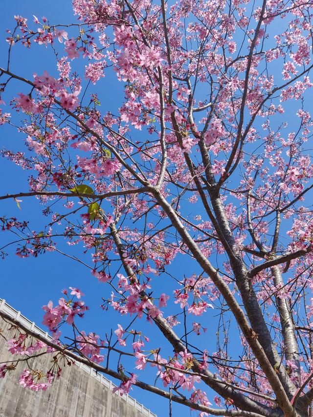 ���˽ڽ��յ��ر�-��ӣ��?