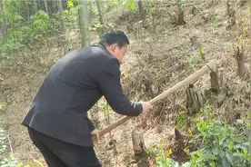 石首桃花山：芳菲四月 春笋采挖正当时图片