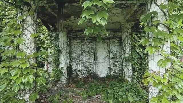 重庆北碚现实版绿野仙踪，大量别墅被植物吞噬，废弃原因不得而知