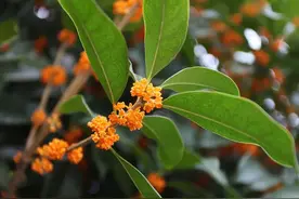 家里没地方，挤挤也种两棵桂花树，不是迷信，是老一辈的经验图片