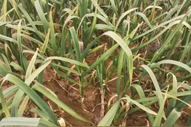 蒜苗叶片发黄，都是这5个问题引起的，用这些方案可轻松防治图片