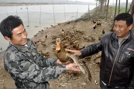 月赚8千：养鸭小伙的妙招，让蝇蛆自动“献身”喂鸭，省时省力图片