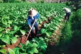 中国农民总结的种地顺口溜，不服不行！图片
