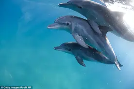 可爱海豚竟是超级好色海底流氓！骚扰女明星，发情不分物种图片