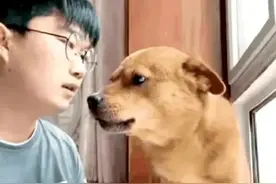 小胖科学家虐狗事件，大反转，结局还是令人满意的图片