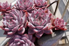 只要不放弃不抛弃，时间都会给每颗多肉惊艳的机会图片