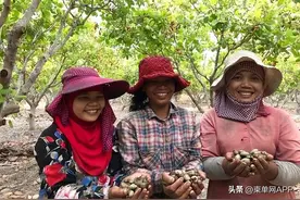 柬埔寨：腰果“飞”上天图片