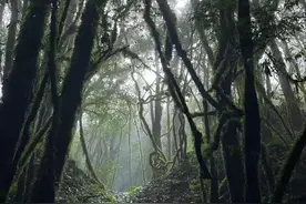 想死的风，终于吹到了哀牢山，官方已经出手，它到底什么来头？图片