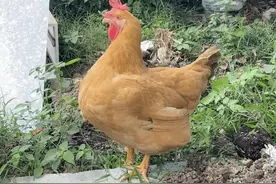 6种神秘动物突然闯入家中，意味着什么？！图片